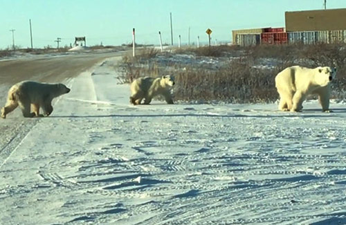 churchill manitoba polar bear